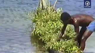 Niaouli organic