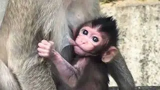 O.M.G / Poor Baby Monkey Asking Mom Drink Sweet Milk