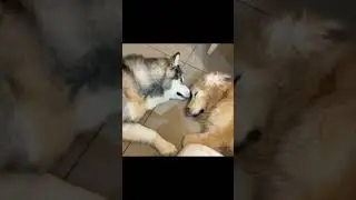 Alaskan Malamute Love Israel Израиль Маламут и лабрадор #alaskanmalamute #лабрадор #Россия