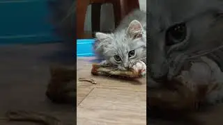 ХИЩНИК🐱🐯🦁 С ДЕТСТВА...