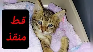 هي القطط عرفت اني رجعت للإنقاذ واللا ايه 🙂