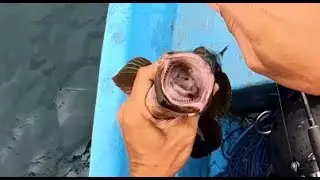 Pancing Murah Tajamnya Bikin Ikan besar Nyangkut Sempurna