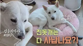 진돗개는 사납고 경계심이 많나요..?! | 같은 진돗개 다른 성격 | 진돗개 진주, 밀크 #진돗개 #반려견 #jindodog