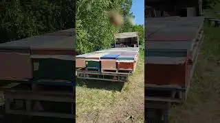 Расширение пасеки. В день можно 100 штук сделать если 2 работника терминаторы🤣 