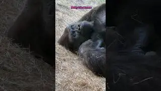 Gorilla Nap Time 🦍 