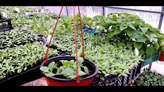 ПОДВЕСНОЕ КАШПО ИЗ ПЕТУНИИ, КАК СФОРМИРОВАТЬ КРАСИВОЕ КАШПО ИЗ ПЕТУНИИ.