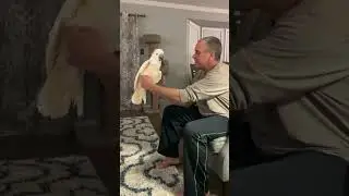 Qute Funny Bird