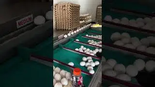 EGG SIZE SEPARATION