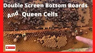 Splitting a hive using a double screen bottom board and finding queen cells
