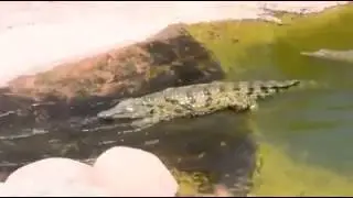 Даже крокодил отдыхает лучше,чем ты!
