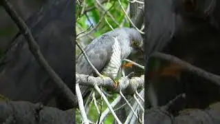 ТАК ВЫГЛЯДИТ КУКУШКА