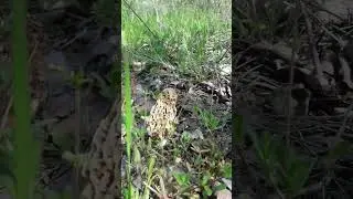 Останні зморшки