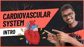 Cardiovascular System  Series Intro