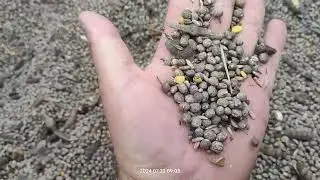 łubin regent, plon z 54 arów