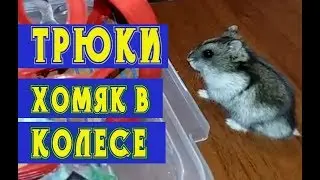 Хомяк в Колесе прикол! ТРЮКИ ХОМЯКА