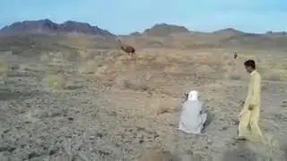 wild camel shoot with Ak47