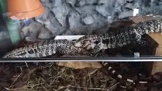 Tegu´s harem