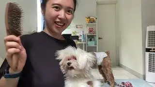 Mad dog versus comb | Suklay adventures