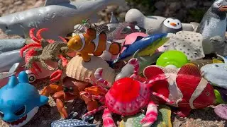 Toss & Learn! 🐳 HUGE Sea Animal Toy Collection at the Park! | Shark, Manatee & Orca Fun!