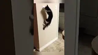 0134 funny clips: Cat funny videos #ask2abi