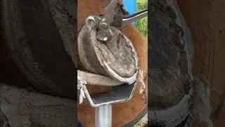 FARRIER TRIMMING a Horse HOOF #satisfying #oddlysatisfying #asmr #hoof #horse