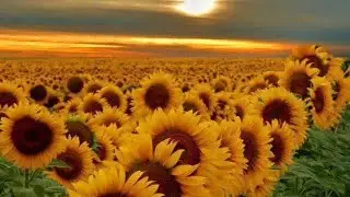 Beautiful flowers and sunflower 🌻 in the beds of Kiev
