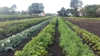 Как я проверял подлинность ,,Превикур энерджи,, фунгицид фирмы Bayer. Отвечаю на вопросы.