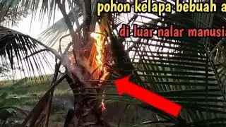 aneh tapi nyata pohon kelapa berbuah api