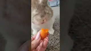 Nom Nom.  