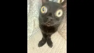 jinx the cat moment