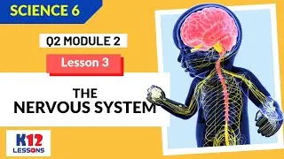 Science 6 Quarter 2 Module 2 Lesson 3 - The Nervous System