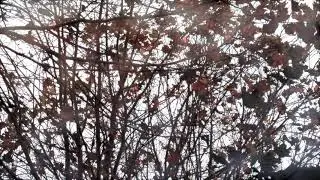 "Autumn" - Demo