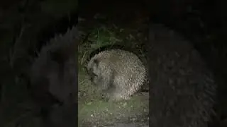 What is this? #creature #wildlife #wild #night #dark #patrol #forest #animal