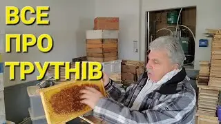 Чи залежить медозбір від трутнів?! 