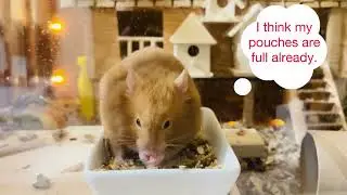 First time Eating Egg Whites - Mochi Pochi - Golden Hamster #hamster
