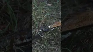 When hunting watch out for cottonmouths #hunting