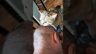 ШОК! Кот лижет волосы на голове! Почему коты лижут голову и волосы на голове