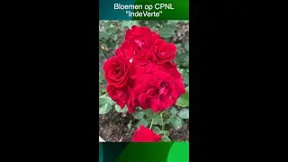 Bloemen