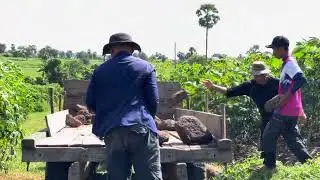 Collect stone to build village road
