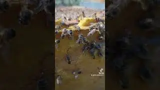 Гризуть вулик ППУ #бакфаст #бджільництво #бджоли