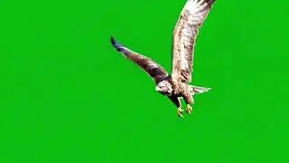 Eagle Flying Green Screen – Majestic Bird VFX in 4k