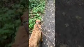 Walking me back home. #bruno