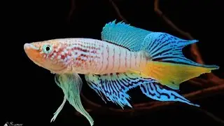 blue gularis killifish hatching from the eggs