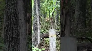 Fun watching deer