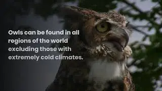 True Facts About The Owl