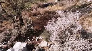 Svourixtis Raul in Action