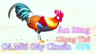 Gà Mồi Gáy | Âm Thổ | Giọng Rừng | Chuẩn Rừng