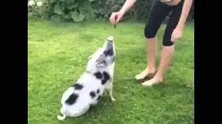 Adult Micro pig sitting and greeting with trotter