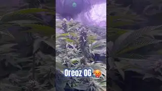 Blüte Tag 33 Oreoz Og strain  #420 #seedtoharvest #crazybud