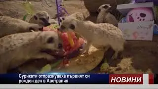 сурикати